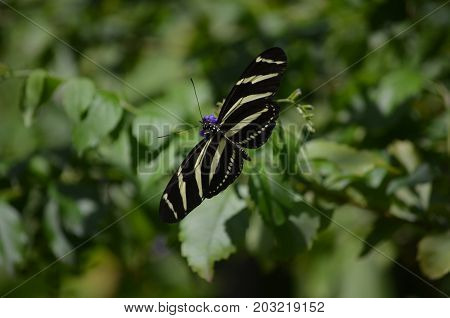 Pretty Wingspan of this Zebra Butterfly on Some Flowers