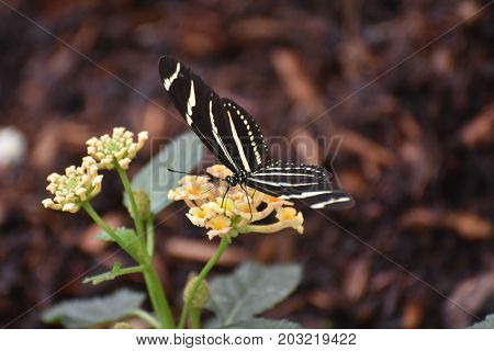 Beautiful Black and White Zebra Butterfly in the Spring