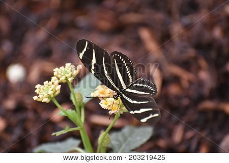 Beautiful Image of a Zebra Butterfly in te Spring