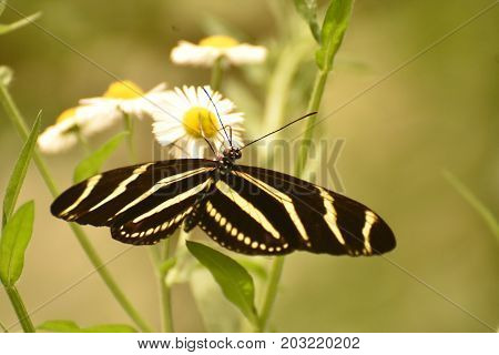 Gorgeous Image of a Zebra Butterfly on Daisies