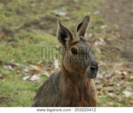 An Adult South American Mara Patagonian Hare.