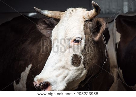 Cowhouse Close-up View Of Brown Cow In Stall
