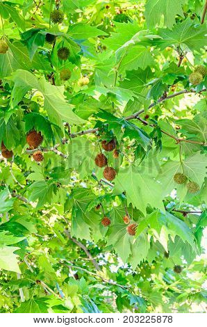 Brown Fruits Of Platanus Tree, Branches With Green Leafs