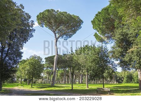 Landscape With Pine Trees