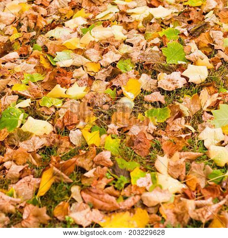 Background with maple autumn leaves in autumn park. Outdoor autumn concept