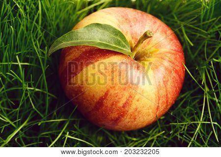 Apple Red Color Fallen On Fresh Green Grass