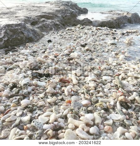 son conchas de mar en la isla cozumel mexico