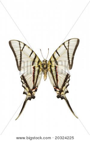 Alt görünümü bir w izole Peru kaynaklanan bir Swallowtail kelebek (Eurytides protesilaus)