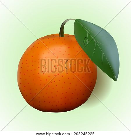 orange and leaf drops. green background vector illustration