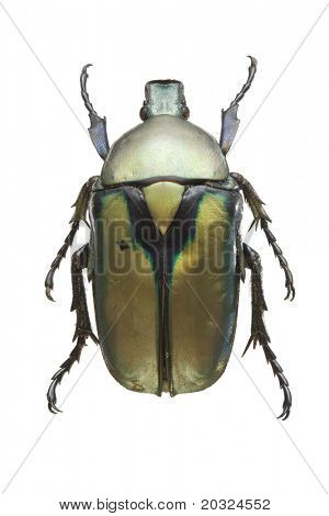Top view af en blomst Bille (Rhomborrhina chatanayi) fra Cetonidae familie med oprindelse fra Thai