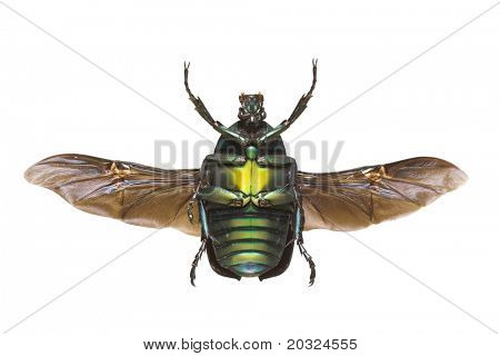 Underside af en blomst Bille (Rhomborrhina chatanayi) med vinger åbne fra Cetonidae familie o