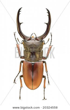 Hint kaynaklanan Lucanidae aileden büyük bir geyik böceği (Cyclomatus elephus), üstten görünüm