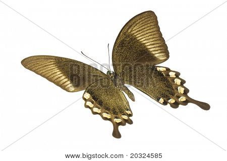 ด้านล่างเป็นมุมมองของ swallowtail หรือ birdwing ผีเสื้อ (papilio blumei fruhstorferi) จากบ