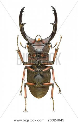Alt görünümü'den Lucanidae aileden büyük bir geyik böceği (Cyclomatus elephus) 