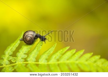 Natural Macro Background