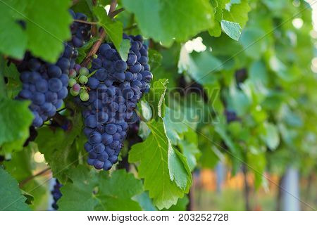 Vineyard grapes Growing of grapes Palava South Moravia Czech republic