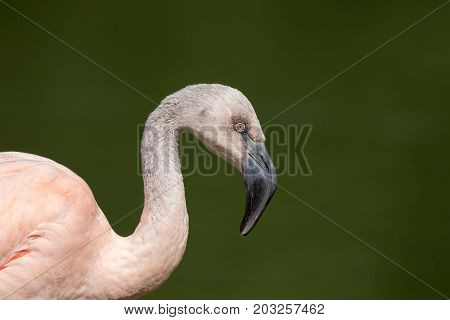 Chilean flamingo (Phoenicopterus chilensis) in profile against plain green background. South American wildlife image of a solitary bird.