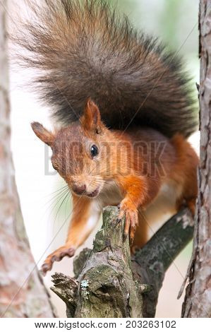 red European squirrel walks through the woods