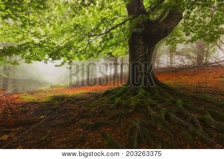 Tree roots in a foggy misty forest
