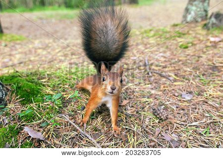 red European squirrel walks through the woods