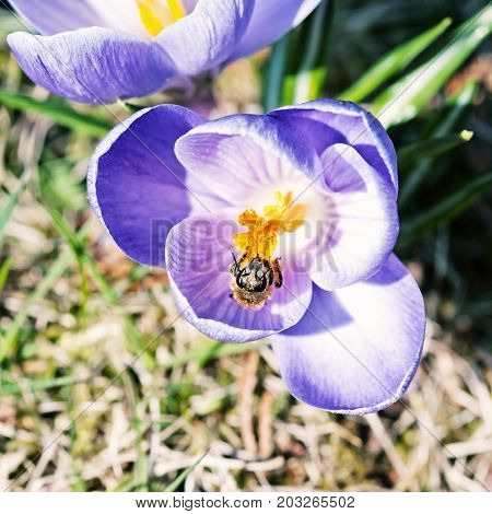 Honey bee - Apis mellifera pollinate Crocus heuffelianus flower. Beauty photo filter. Spring time scene.