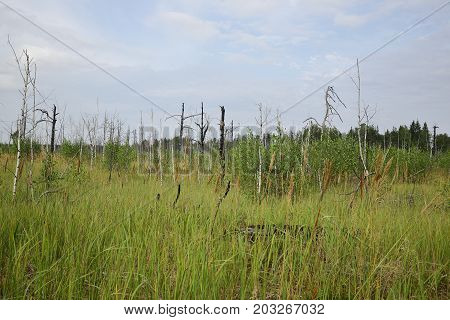 Forest with dry trees grass and marshland.