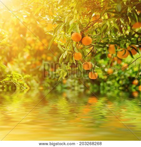 Tangerine sunny garden with green leaves and ripe fruits. Mandarin orchard with ripening citrus fruits. Natural outdoor food background