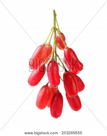 Barberry twig isolated on a white background.