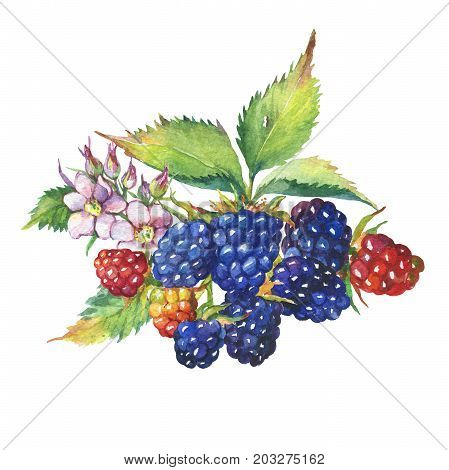 Blackberry fruit, white flowers and leaves (Rubus genus, garden blackberry). Watercolor hand drawn painting illustration, isolated on white background.