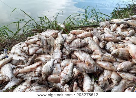 Fish died due to water pollution / Environmental problem caused by human activity concept