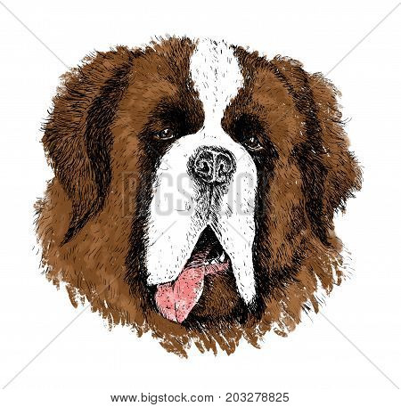 Watercolor artistic dog portrait isolated on white background. Cute pet animal head hand drawn. Senbernar puppy. New Year symbol christmas card xmas emblem.