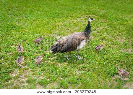 Peachicks and peafowl feeding on organic grass