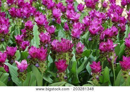 Wild flower field - Curcuma sessilis for background