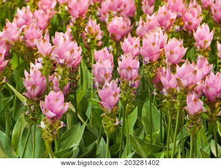 Wild flower field - Curcuma sessilis for background