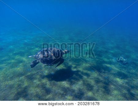Green sea turtle in sea water. Cute sea turtle dives. Marine species in wild nature. Turtle in tropical sea. Wild tortoise photo. Big turtle in blue water. Aquatic animal underwater. Tortoise banner