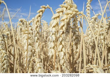 Wheat ears full of grains at cereal field over blue sky. Low angle view