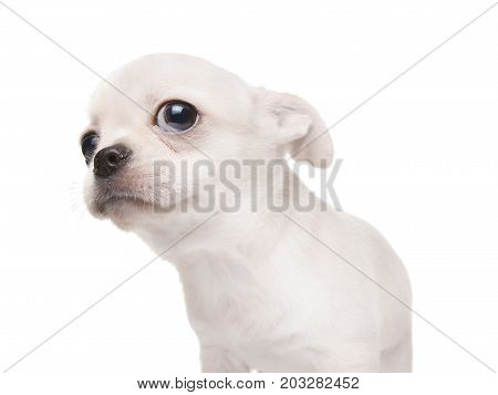 Small Puppy Dog Looking At Something. Isolated On White