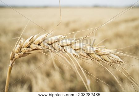 One grain ear over wheat grain field. Closeup