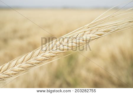 One grain ear over wheat grain field. Closeup