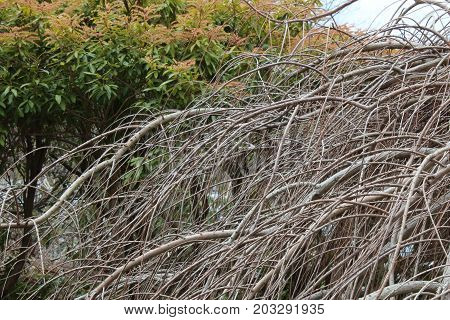 Cascade of bare baldcypress branches, close view