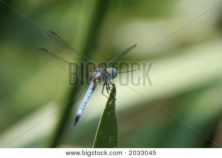 Libellula