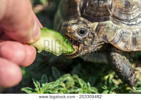 Feeding the land turtle from hand. Selective focus