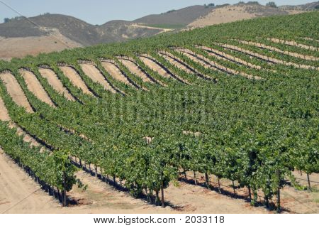 Wein-Tal