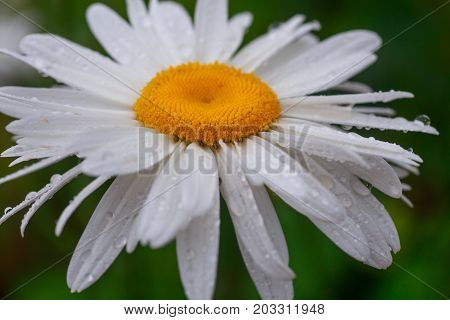 Leucanthemum maximum Shasta daisy max chrysanthemum Crazy Daisy daisy wheel daisy chain chamomel gang bang in the garden in the flowerbed. One flowers of large white chamomile with drops of dew or rain on petals.