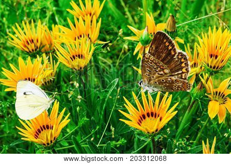 White butterflies Pieris rapae family Pieridae of pierids and brown butterfly Pararge aegeria sitting on the flowers of Gazania rigens, closeup, summer landscape