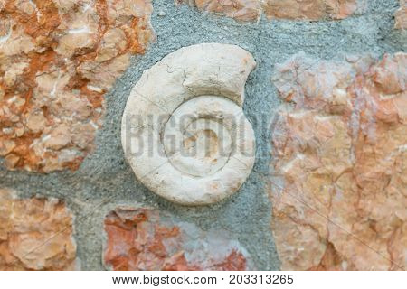 Ammonite fossil embedded in stone spiral snail real ancient petrified shell isolated on white