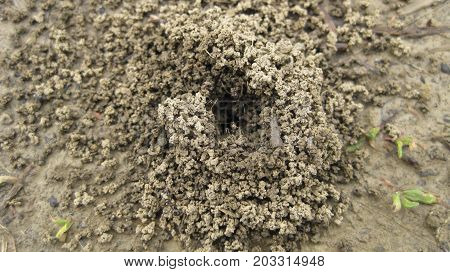 Ant Hill. A Nest Of Ants In The Earth, A Small Group Of Slices Of Clay