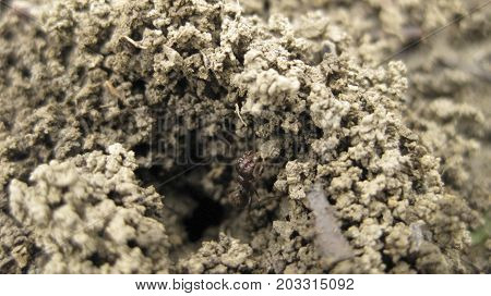Ant Hill. A Nest Of Ants In The Earth, A Small Group Of Slices Of Clay