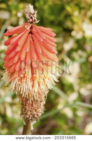 beautiful red hot poker plant in summer light garden