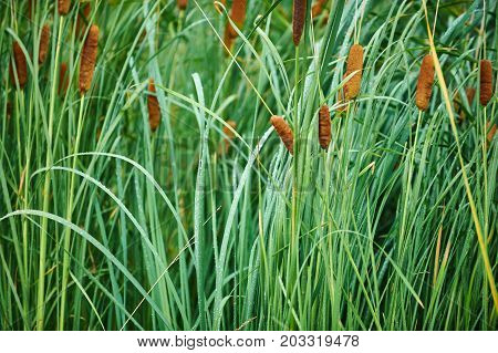 green reeds on the golf course close up